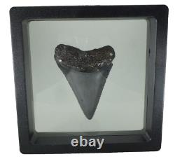 Fossil Shark Tooth Odontus (Carcharodon) Megalodon Florida USA EA9396