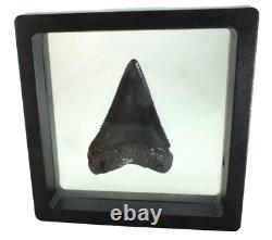 Fossil Shark Tooth Odontus (Carcharodon) Megalodon Florida USA EA9396