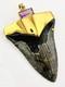 Fossil Shark Tooth Pendant Megalodon Tooth With 24 K Gold Over Sterling Silver