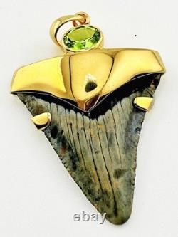 Fossil Shark Tooth Pendant Megalodon Tooth with 24 K Gold Over Sterling Silver