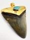 Fossil Shark Tooth Pendant Megalodon Tooth With 24 K Gold Over Sterling Silver