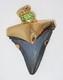 Fossil Shark Tooth Pendant Megalodon Tooth With 24 K Gold Over Sterling Silver