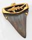 Fossil Shark Tooth Pendant Megalodon Tooth With 24 K Gold Over Sterling Silver