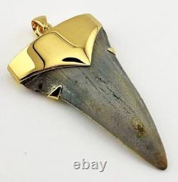 Fossil Shark Tooth Pendant Megalodon Tooth with 24 K Gold Over Sterling Silver