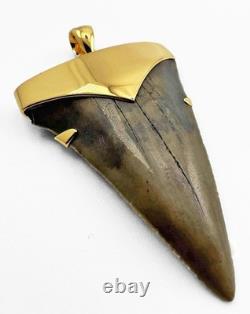 Fossil Shark Tooth Pendant Megalodon Tooth with 24 K Gold Over Sterling Silver Fossil Shark Tooth Pendant Megalodon Tooth with 24 K Gold Over Sterling Silver