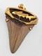 Fossil Shark Tooth Pendant Megalodon Tooth With 24 K Gold Over Sterling Silver