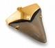 Fossil Shark Tooth Pendant Megalodon Tooth With 24 K Gold Over Sterling Silver