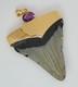 Fossil Shark Tooth Pendant Megalodon Tooth With 24 K Gold Over Sterling Silver