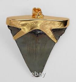 Fossil Shark Tooth Pendant Megalodon Tooth with 24 K Gold Over Sterling Silver