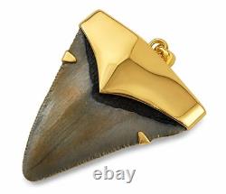 Fossil Shark Tooth Pendant Megalodon Tooth with 24 K Gold Over Sterling Silver Fossil Shark Tooth Pendant Megalodon Tooth with 24 K Gold Over Sterling Silver