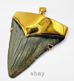 Fossil Shark Tooth Pendant Megalodon Tooth with 24 K Gold Over Sterling Silver