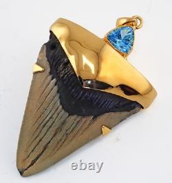Fossil Shark Tooth Pendant Megalodon Tooth with 24 K Gold Over Sterling Silver