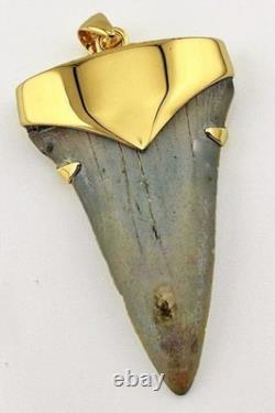 Fossil Shark Tooth Pendant Megalodon Tooth with 24 K Gold Over Sterling Silver
