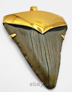 Fossil Shark Tooth Pendant Megalodon Tooth with 24 K Gold Over Sterling Silver