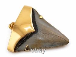 Fossil Shark Tooth Pendant Megalodon Tooth with 24 K Gold Over Sterling Silver Fossil Shark Tooth Pendant Megalodon Tooth with 24 K Gold Over Sterling Silver