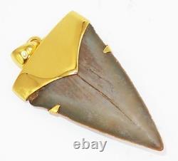 Fossil Shark Tooth Pendant Megalodon Tooth with 24 K Gold Over Sterling Silver