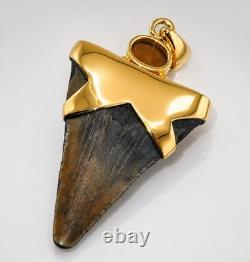 Fossil Shark Tooth Pendant Megalodon Tooth with 24 K Gold Over Sterling Silver