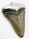 Fossil Shark Tooth Pendant Megalodon Tooth With Sterling Silver Cap, Meg Teeth