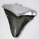Fossil Shark Tooth Pendant Megalodon Tooth With Sterling Silver Cap, Meg Teeth