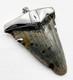 Fossil Shark Tooth Pendant Megalodon Tooth With Sterling Silver Cap, Meg Teeth