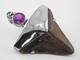Fossil Shark Tooth Pendant Megalodon, With Sterling Silver Cap And Amethyst