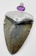 Fossil Shark Tooth Pendant Megalodon, With Sterling Silver Cap And Amethyst