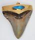 Fossil Shark's Tooth Pendant, Megalodon 24 Karat Gold Plate Over 925 Silver Cap