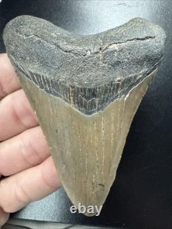 Fossilized Megalodon Shark Tooth