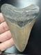 Fossilized Megalodon Shark Tooth