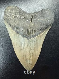 Fossilized Megalodon Shark Tooth