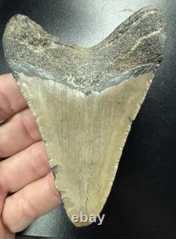 Fossilized Megalodon Shark Tooth