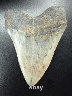 Fossilized Megalodon Shark Tooth