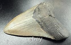 Fossilized Megalodon Shark Tooth