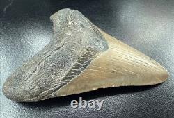 Fossilized Megalodon Shark Tooth