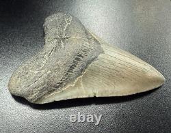 Fossilized Megalodon Shark Tooth