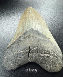 Fossilized Megalodon Shark Tooth