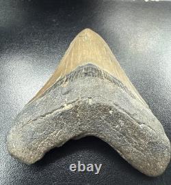 Fossilized Megalodon Shark Tooth
