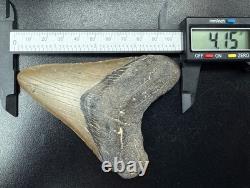 Fossilized Megalodon Shark Tooth