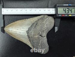 Fossilized Megalodon Shark Tooth
