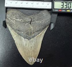 Fossilized Megalodon Shark Tooth