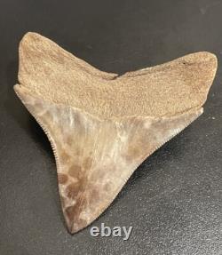 Fossilized Megalodon Shark Tooth (Virginia) Beautiful Colors