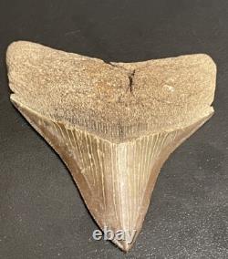 Fossilized Megalodon Shark Tooth (Virginia) Beautiful Colors