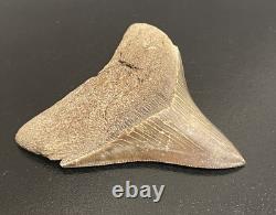 Fossilized Megalodon Shark Tooth (Virginia) Beautiful Colors