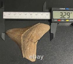 Fossilized Megalodon Shark Tooth (Virginia) Beautiful Colors