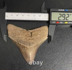 Fossilized Megalodon Shark Tooth (Virginia) Beautiful Colors