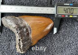 Fossilized Red Megalodon Shark Tooth, Red site