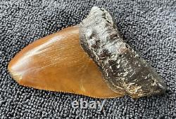 Fossilized Red Megalodon Shark Tooth, Red site