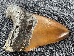 Fossilized Red Megalodon Shark Tooth, Red site