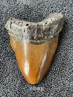Fossilized Red Megalodon Shark Tooth, Red site