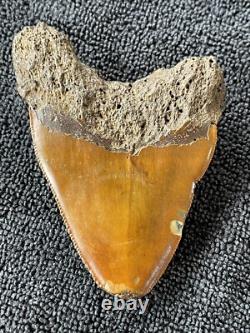 Fossilized Red Megalodon Shark Tooth, Red site